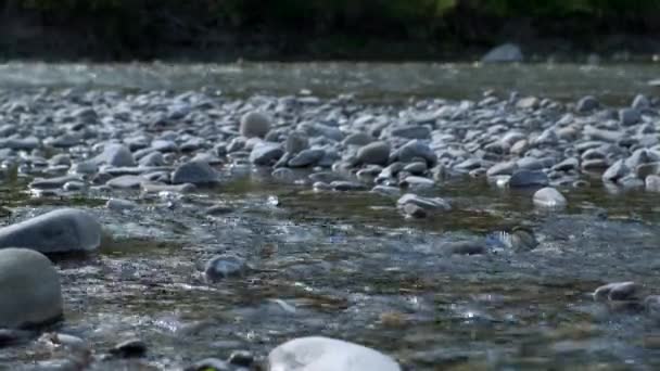 Acqua che scorre sul letto del fiume Enza a Reggio Emilia — Video Stock