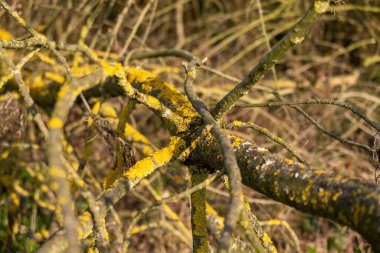 Sarı zambaklarla kaplanmış düşmüş dallar. Yüksek kalite fotoğraf