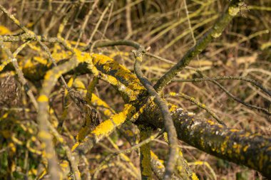 Sarı zambaklarla kaplanmış düşmüş dallar. Yüksek kalite fotoğraf