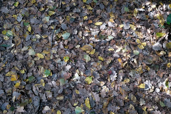 Tapis Feuilles Vertes Brunes Tombées Automne Photo Haute Qualité — Photo