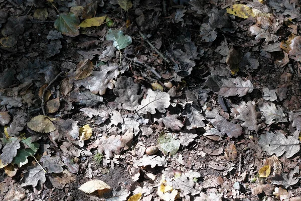 Alfombra Hojas Verdes Marrones Caídas Otoño Foto Alta Calidad — Foto de Stock