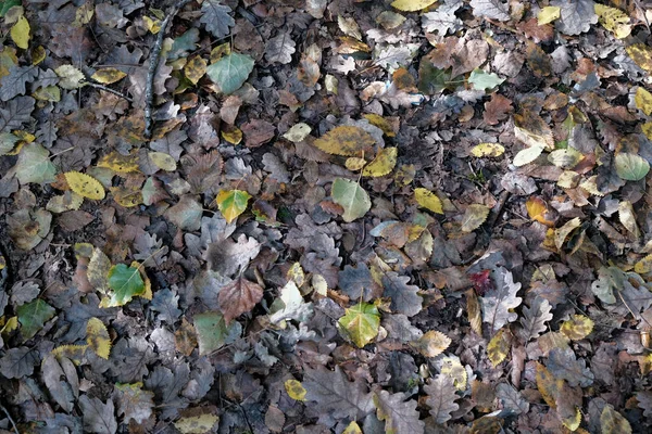 Tapete Folhas Caídas Verdes Marrons Outono Foto Alta Qualidade — Fotografia de Stock