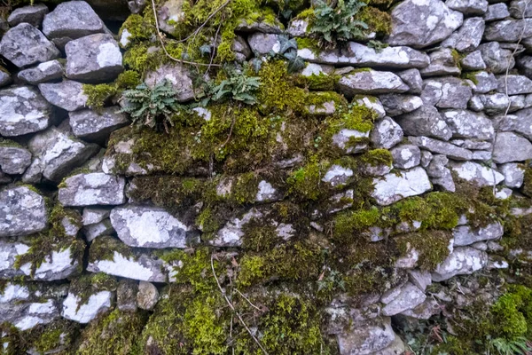 緑の景色の古代の袋の壁 高品質の写真 — ストック写真