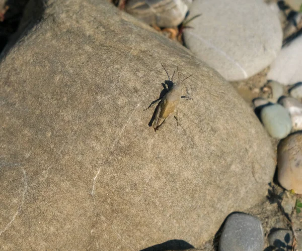 在河床石上的褐色蚱蜢 高质量的照片 — 图库照片
