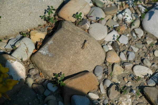 在河床石上的褐色蚱蜢 高质量的照片 — 图库照片