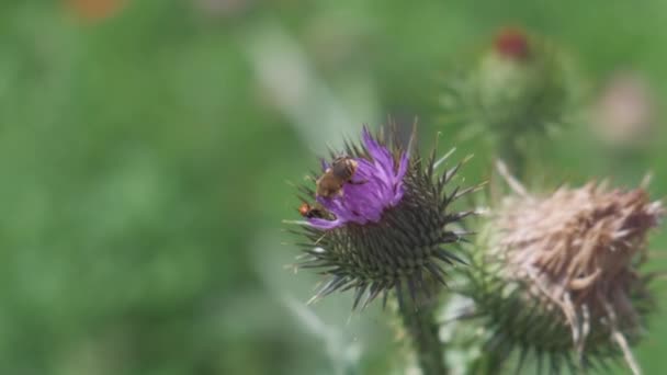 Μέλισσα Συλλέγει Γύρη Μωβ Γαϊδουράγκαθο Λουλούδι Στα Μέσα Του Καλοκαιριού — Αρχείο Βίντεο