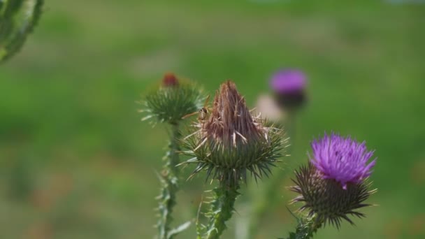 Arı Yaz Ortasında Mor Devedikeni Çiçeğinde Polen Toplar — Stok video
