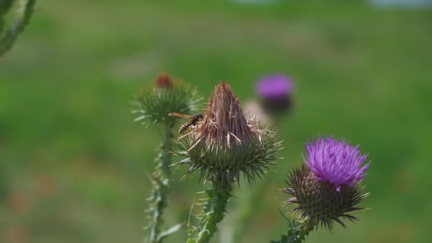Бджола Збирає Пилок Фіолетовій Квітці Будяка Середині Літа — стокове відео
