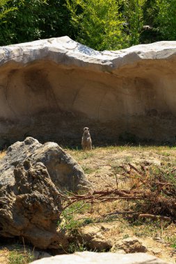 Hayvanat bahçesindeki mirket gözcülük yapıyor. Yüksek kalite fotoğraf