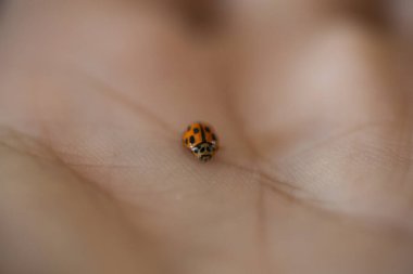Avucundaki küçük kırmızı uğur böceği. Yüksek kalite fotoğraf