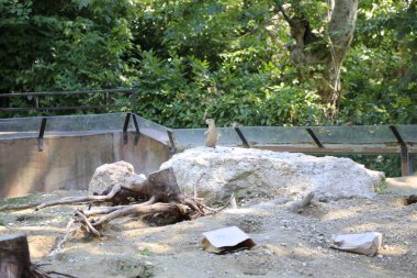 Çayır köpeği hayvanat bahçesi gözcülük yapıyor. Yüksek kalite fotoğraf
