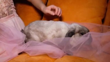 Güzel beyaz cüce tavşan kanepede