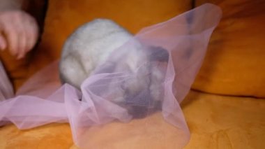 Güzel beyaz cüce tavşan kanepede