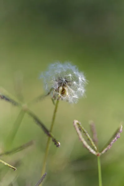 緑の野のタンポポの花の頭のクローズアップ 高品質の写真 — ストック写真