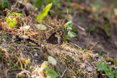 Ormandaki çam iğnelerinin arka planında dinlenen Hipparchia semele 'nin ayrıntıları. Yüksek kalite fotoğraf