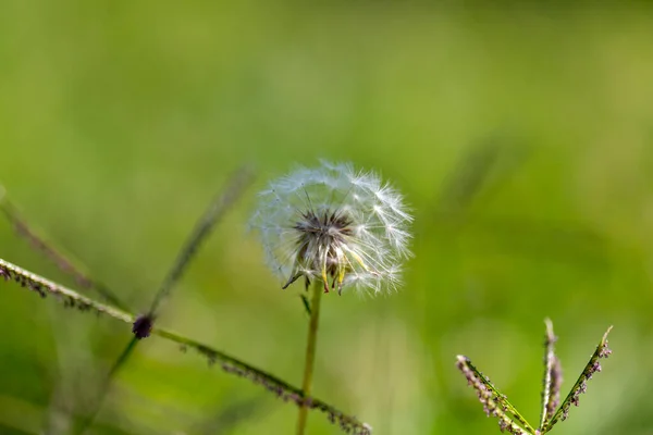 緑の野のタンポポの花の頭のクローズアップ 高品質の写真 — ストック写真