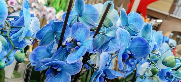Vase Avec Orchidée Bleue Aux Teintes Violettes Photo Haute Qualité — Photo