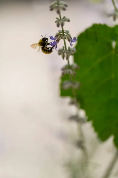 Abelha Flor Com Folha Videira Foto Alta Qualidade — Fotografia de Stock