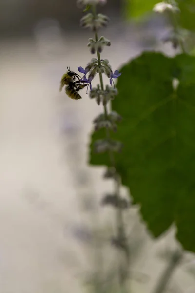 bee on flower with vine leaf. High quality photo
