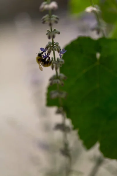 Abeja Flor Con Hoja Vid Foto Alta Calidad — Foto de Stock