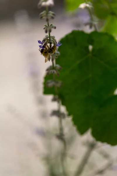 bee on flower with vine leaf. High quality photo