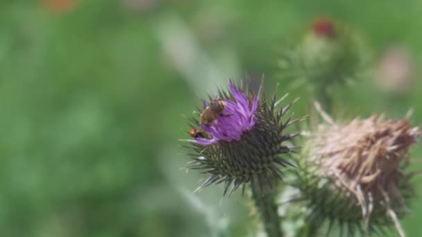 Abelha Voa Poliniza Flor Cardo Dia Ensolarado — Vídeo de Stock