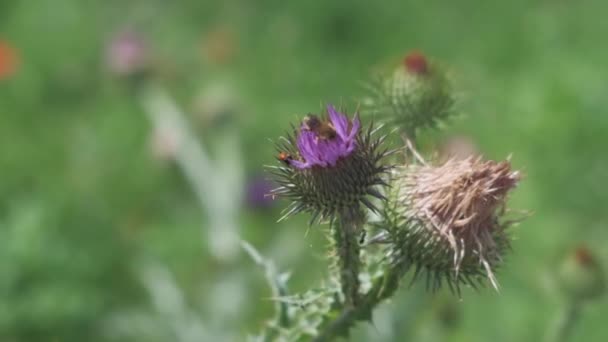 Včelí Mouchy Opyluje Bodláčí Květ Slunečného Dne — Stock video