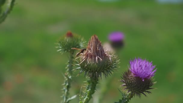 Бджолині Мухи Запилювачі Квітка Будяка Сонячний День — стокове відео