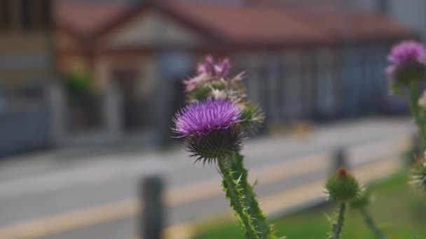 Abelha Voa Poliniza Flor Cardo Dia Ensolarado — Vídeo de Stock