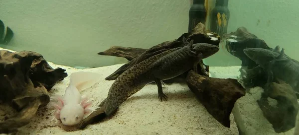 Especímenes Axolotl Que Alimenta Acuario Casero Foto Alta Calidad —  Fotos de Stock