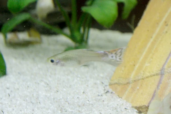 Poecilia Reticulata Guppy Pesci Acquario Acqua Dolce Colorati Foto Alta — Foto Stock