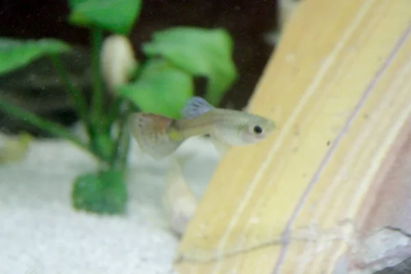 Poecilia Reticulata Guppy Aquário Água Doce Colorido Peixe Foto Alta — Fotografia de Stock