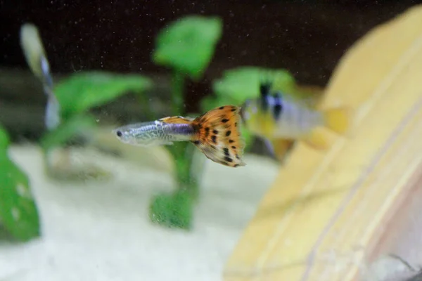 Poecilia Reticulata Guppy Aquário Água Doce Colorido Peixe Foto Alta — Fotografia de Stock