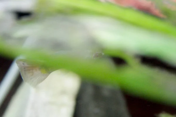 Poecilia Reticulata Guppy Aquário Água Doce Colorido Peixe Foto Alta — Fotografia de Stock