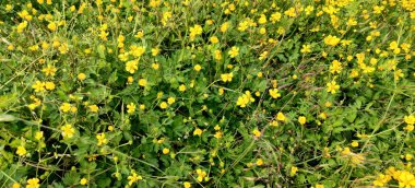 Sarı Ranunculus tarlası pişman oldu, çiçek açtı. Yüksek kalite fotoğraf
