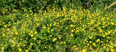 Sarı Ranunculus tarlası pişman oldu, çiçek açtı. Yüksek kalite fotoğraf