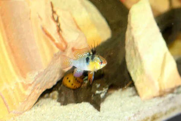 Mikrogeophagus Ramirezi Karzeł Cichlid Kolorowe Ryby Słodkowodne Akwarium Wysokiej Jakości — Zdjęcie stockowe