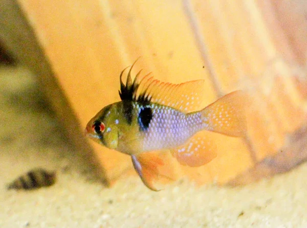 Mikrogeophagus Ramirezi Dwarf Cichlid Colorful Freshwater Aquarium Fish High Quality Royalty Free Stock Photos