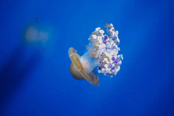 Medusa Jellyfish Fotos Premium High Res Pictures — Fotografia de Stock