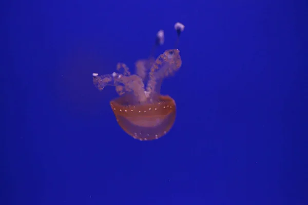 Medusa Jellyfish Photos Premium High Res Pictures — 스톡 사진