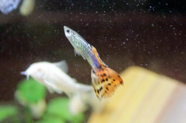 Poecilia reticulata guppy renkli tatlı su akvaryumu balığı. Yüksek kalite fotoğraf