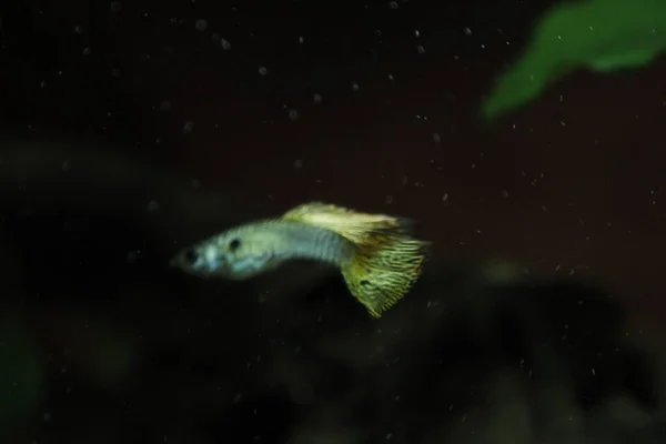 Poecilia Reticulata Guppy Πολύχρωμα Ψάρια Ενυδρείου Γλυκού Νερού Υψηλής Ποιότητας — Φωτογραφία Αρχείου