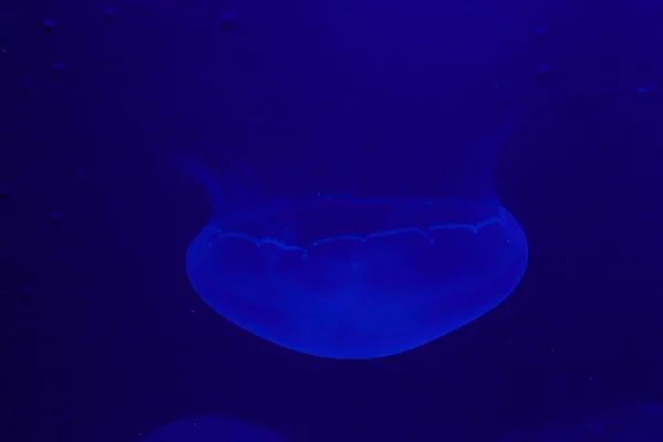 Medusa Jellyfish Photos Premium High Res Pictures — 스톡 사진