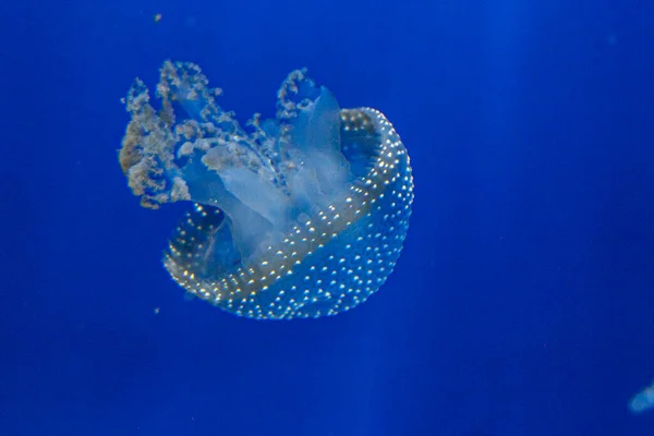 Medusa Jellyfish Photos Premium High Res Pictures — 스톡 사진