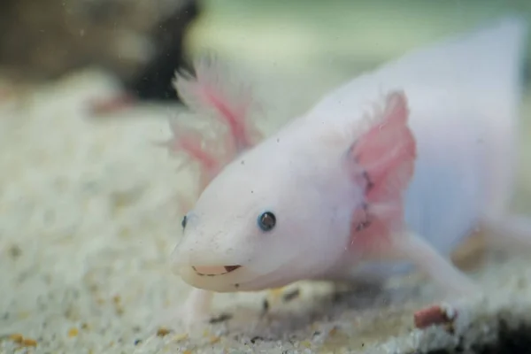 Akvaryumda beslenen beyaz axolotl numunesi. Yüksek kalite fotoğraf