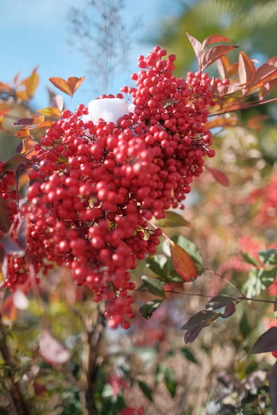 Vista Cerca Una Planta Celestial Bambú Nandina Con Racimos Bayas — Foto de Stock