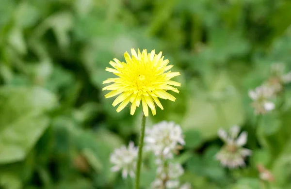 Virágzó Sárga Pitypang Virág Zöld Mezőn Kiváló Minőségű Fénykép — Stock Fotó