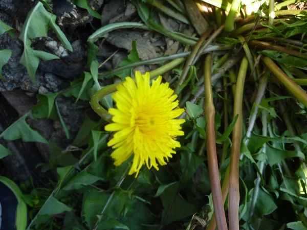 緑の草原に黄色いタンポポの花を咲かせます 高品質の写真 — ストック写真