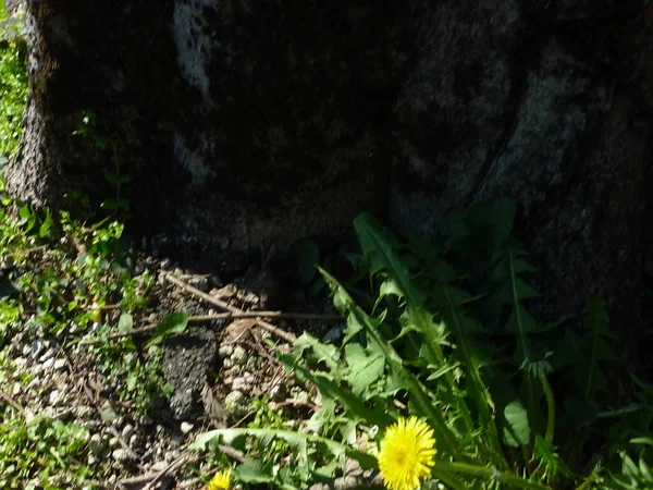 緑の草原に黄色いタンポポの花を咲かせます 高品質の写真 — ストック写真