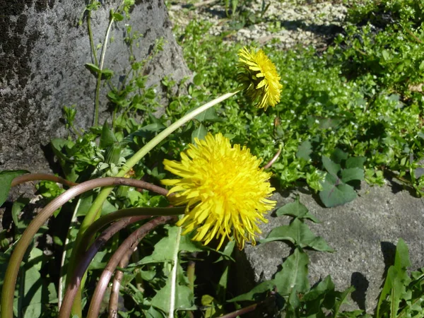 緑の草原に黄色いタンポポの花を咲かせます 高品質の写真 — ストック写真